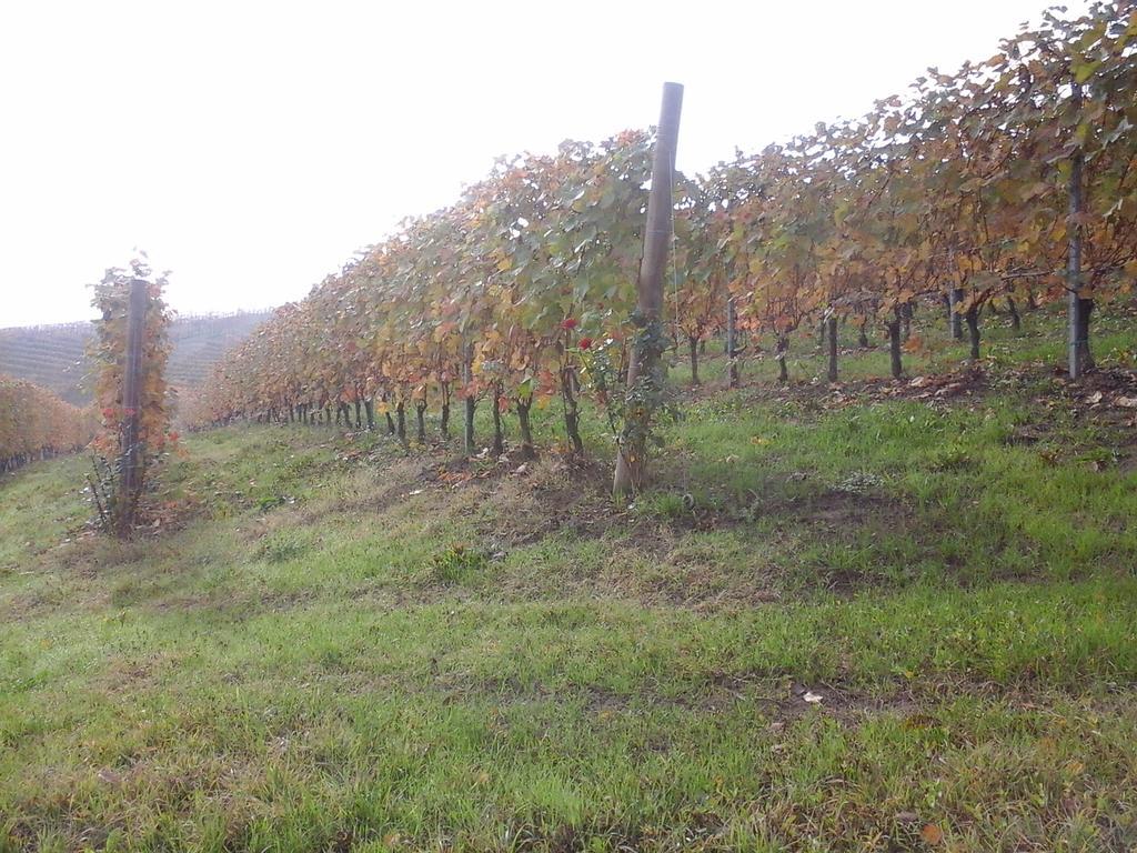 הוילה ברולו Agriturismo Il Ciabot מראה חיצוני תמונה